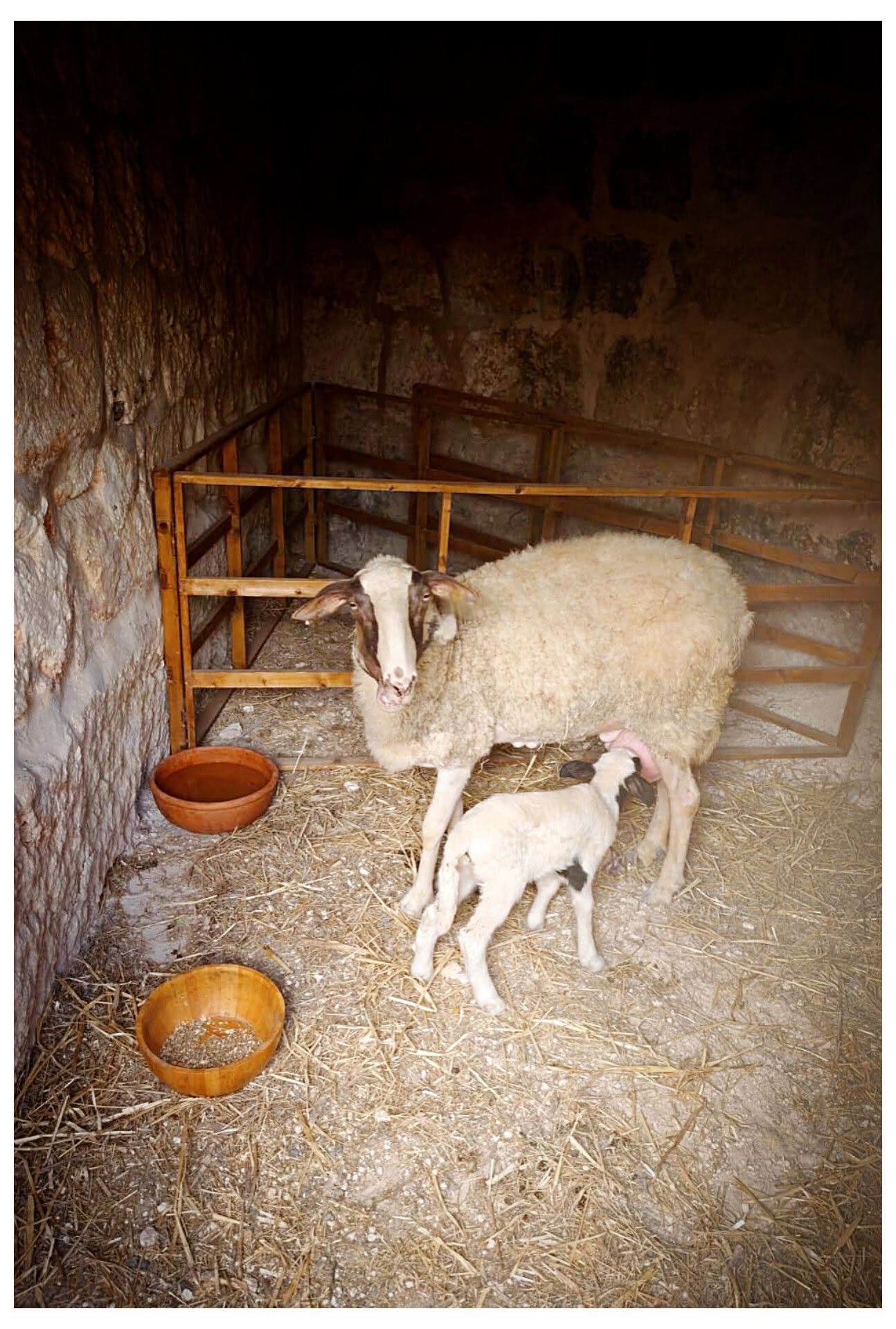 Masseria 2026 – Medieval Life at Selmun photograph 21
