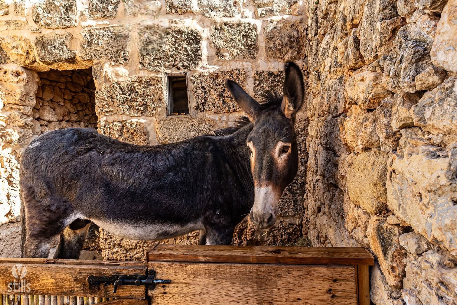 Masseria 2026 – Medieval Life at Selmun photograph 6